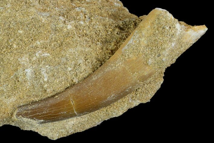 Fossil Plesiosaur (Zarafasaura) Tooth - Morocco #127413